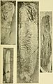 Walcott Cambrian Geology and Paleontology II plate 13