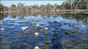 Waterlily Dam, Cattle station, Mt Surprise, North Queensland, 2022
