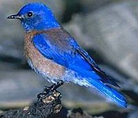 WesternBluebird23