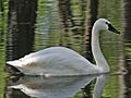 Whistling Swan RWD3