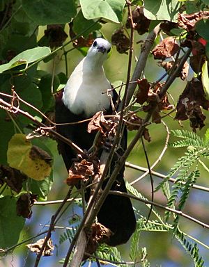 White-Throated Ground-Dove wild