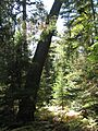 White Pine in conservation reserve at Rabbit lake, Ontario