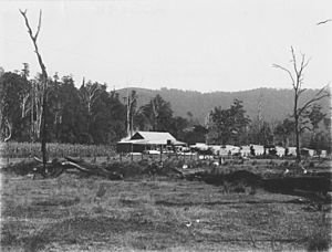 Yaun's sawmill at Numinbah Valley, circa 1912