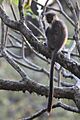 'tenebricus' Capped Langur from Manas