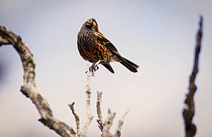 Ākohekohe (crested honeycreeper), Haleakala National Park (bf2b729b-af5a-44ea-b068-c09e166e4bda).jpg