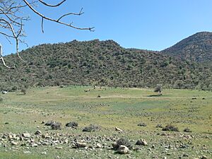 Khavaran forest