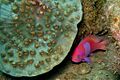 11-EastTimor-Dive K-57 08 (Purple Basslet Fary)-APiazza