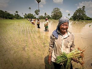 A group of women plant paddy rice seedlings in a field near Sekong (2)