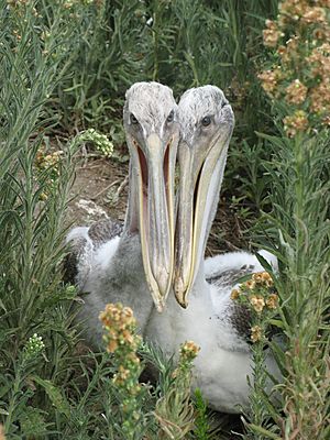 A pair of pelicans (4907402291)