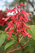 Aesculus pavia L. (Dwarf Red Buckeye) Hippocastanaceae (1657458344).jpg