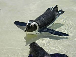 African Penguin Spheniscus demersus5