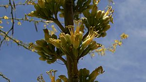 Agave Arizonica flowers