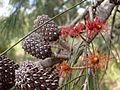 Allocasuarina distyla cones and flowers 1