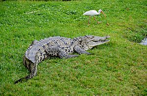 American Crocodile Florida