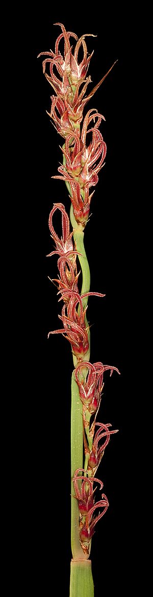 Anarthria scabra - Flickr - Kevin Thiele (1).jpg