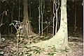 Argyrodendron actinophyllum and Argyrodendron trifoliolatum - Toonumbar National Park