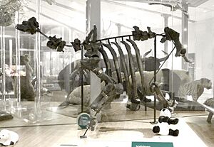 Armley Hippo 30 July 2021 (20).JPG