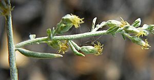 Artemisia ludoviciana ssp albula 7