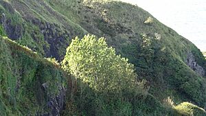 Aspen (Populus tremula) Clone, Balcreuchan Port, South Ayrshire