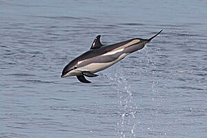 Atlantic white-sided dolphin B