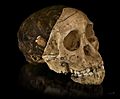 Australopithecus africanus - Cast of taung child