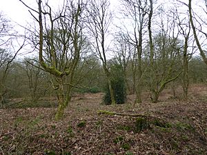 Badby Wood 3.jpg