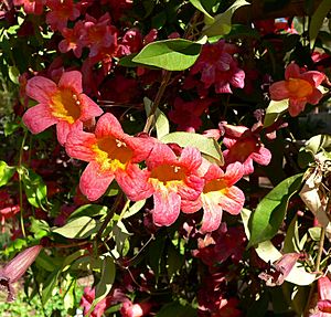 Bignonia capreolata 1