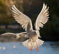 Black-headed Gull 2 - St James's Park, London - Nov 2006