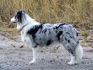 Short haired blue merle border clearance collie