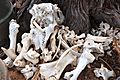 Bones of cattle on a farm in Namibia