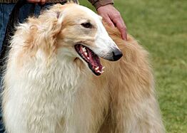 Borzoi portrait Flickr
