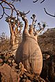 Bottle Tree, Socotra Island (10958518454)