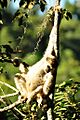Brachyteles hypoxanthus4