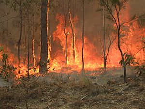 Bush fire at Captain Creek central Queensland Australia.