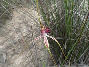 Caladenia lorea 01.jpg