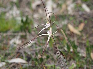 Caladenia pendens talbotii 02