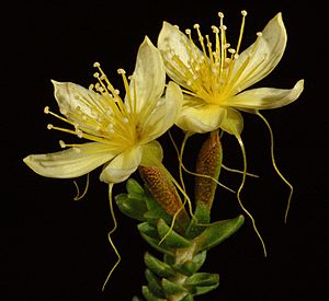 Calytrix angulata - Flickr - Kevin Thiele.jpg