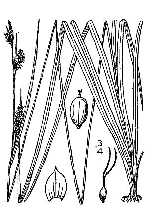 Carex hassei BB-1913.jpg