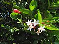 Carissa carandas flowers
