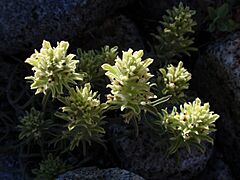 Castillejanana