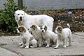 Central Asian Shepherd Dog - Vagshi Kara Yulduz