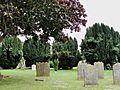Churchyard Yew Trees at Stanwell