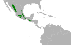Coccothraustes abeillei map.svg