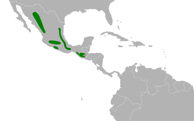 Coccothraustes abeillei map