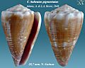 Conus balteatus pigmentatus 1