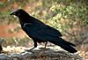 Corvus corax (FWS)