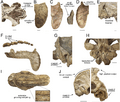 Craniodental details of Thylacosmilus