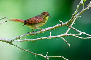 Cranioleuca gutturata, Speckled Spinetail.jpg