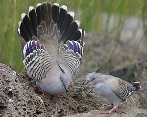 Crested Pigeon (Ocyphaps lophotes) mating display