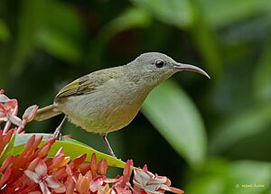 Crimson sunbird(f).jpg